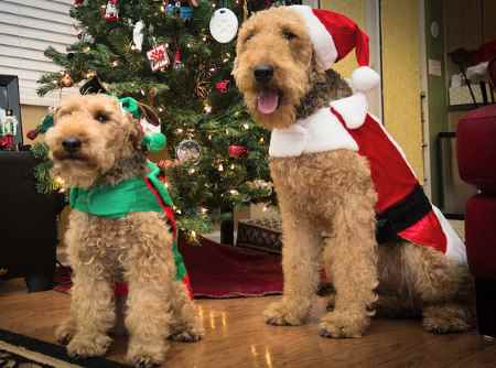 A Welsh Terrier and an Airedale Terrier sitting together in Christmas outfits