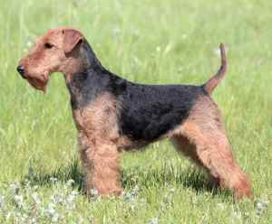 A Welsh Terrier standing in a grassy field