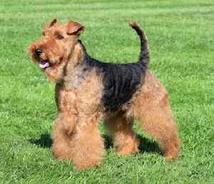 A Welsh Terrier standing in a green grass field