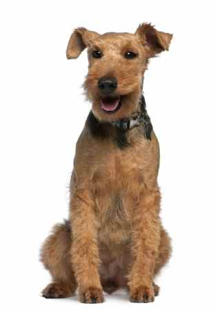 A Welsh Terrier sitting down facing the camera, against a white background