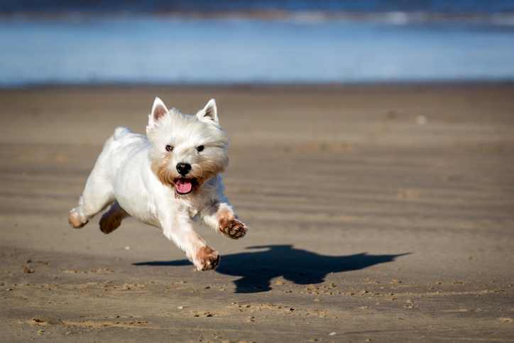 West Highland White Terrier