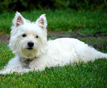 A West Highland White Terrier lying down on dark green grass