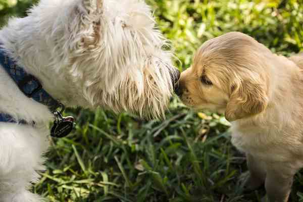 A West Highland White Terrier sniffing another small puppy