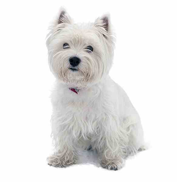 A West Highland White Terrier sitting down facing the camera, against a white background