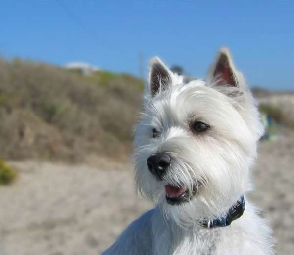 A West Highland White Terrier at the seaside, sitting on a sandy beach with blue sky in the background