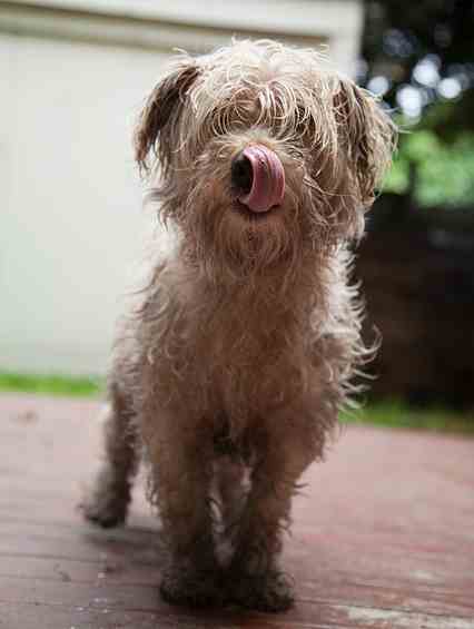 A West Highland White Terrier with a wet coat, sitting down