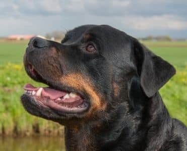 The head of a Rottweiler dog in close up