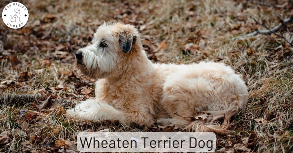 Wheaten Terrier Dog:  An Interview With a Wheaten Terrier Owner