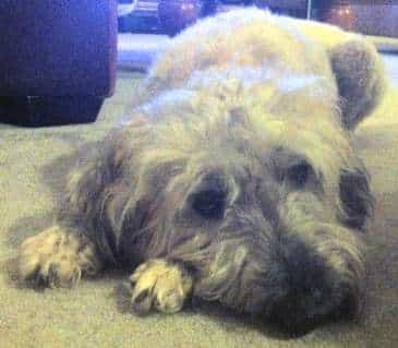 soft coated wheaten terrier