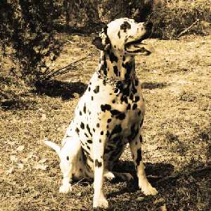 non sporting dog breeds