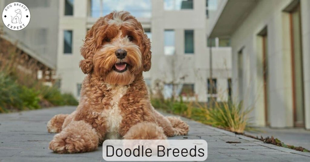 Which Doodle Breeds Might Suit You Best?