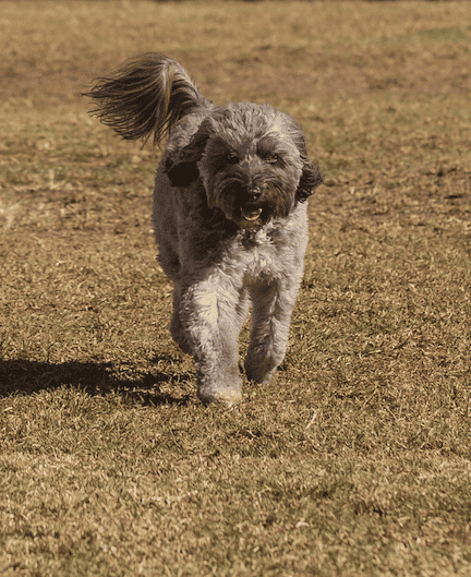 An Australian Shepherd and Doodle cross running over a field towards the camera