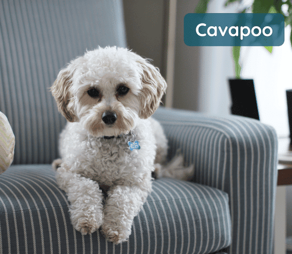 A Cavapoo dog lying on a blue striped armchair