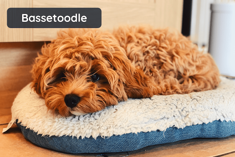 A Bassetoodle dog breed lying in his bed