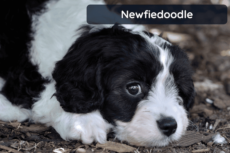 A Newfoundland-Poodle mix puppy lying down, looking at the camera