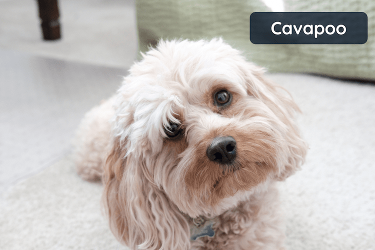 A Cute Cavapo dog looking at the camera