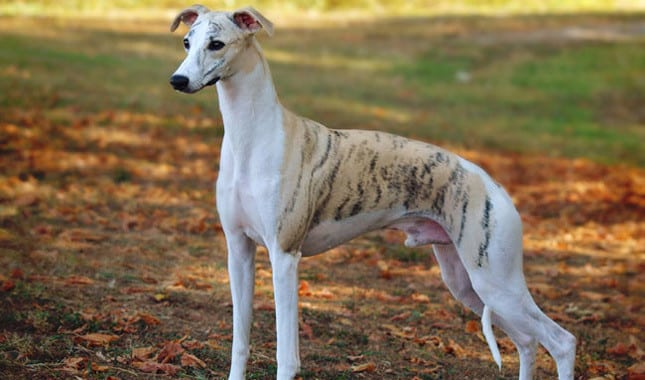 A Whippet dog standing in an autumn field, looking to the left