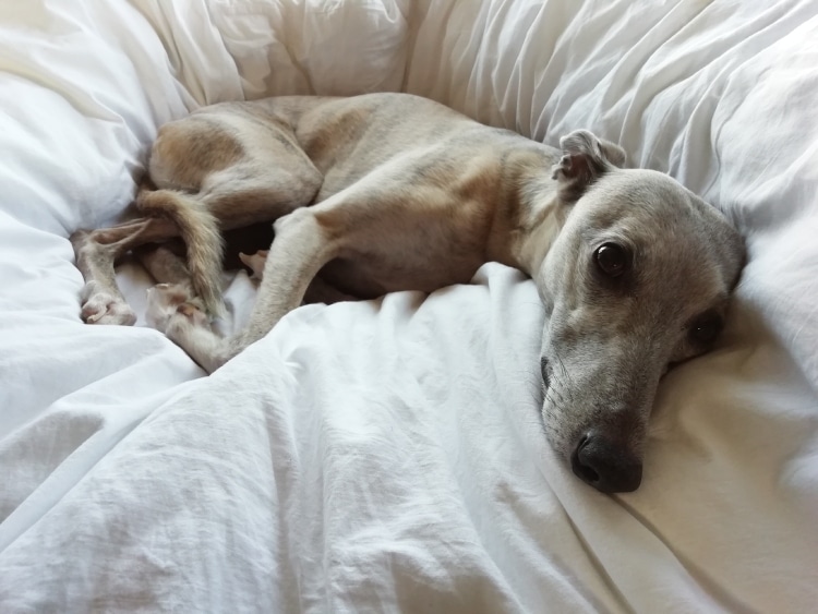 A Whippet relaxing on a white bed, looking up at the camera