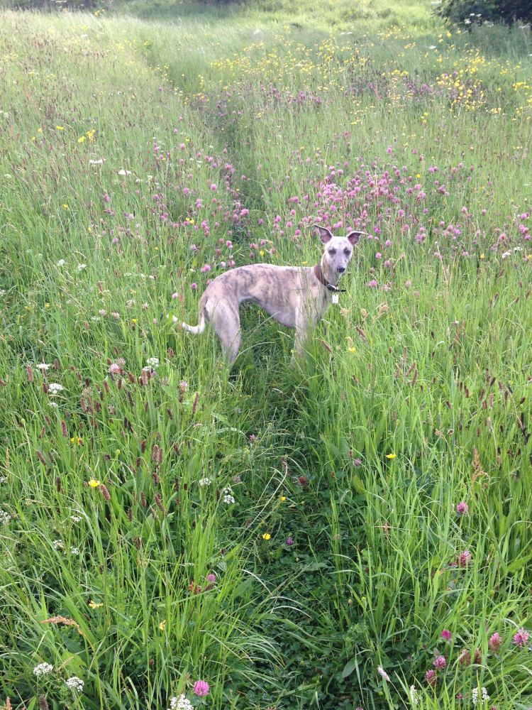 A Whippet dog standing in a grassy field full of flowers