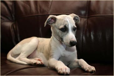 A Whippet puppy lying down, against a black background