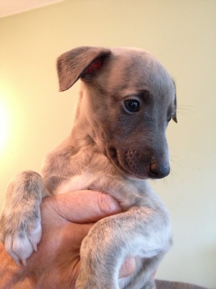 A Whippet puppy being held in one hand