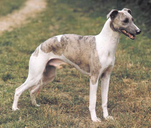 A grey and white Whippet dog standing in a grass field, looking to the right