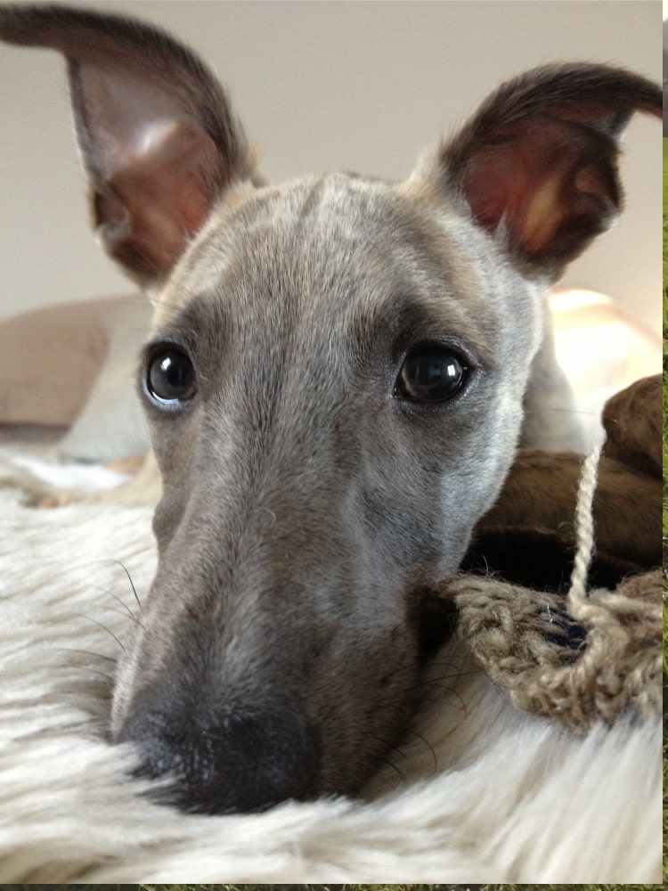 A Whippet Head in close up, showing its black nose