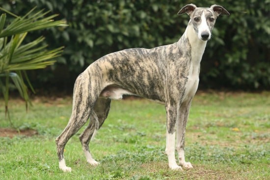 A Whippet dog standing sideways to the camera, on a grass lawn with bushes in the background