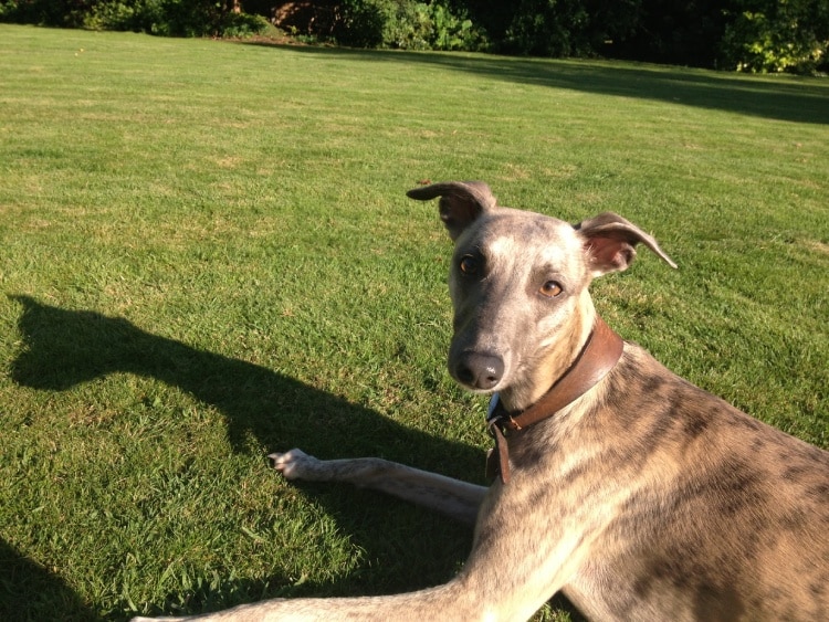 A Whippet head and shoulders, with a big green field in the background