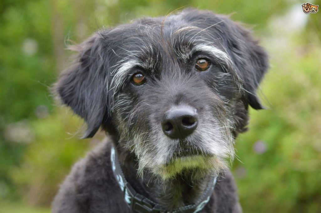 A black dog with a grey muzzle looking at the camera, with green trees in the background.