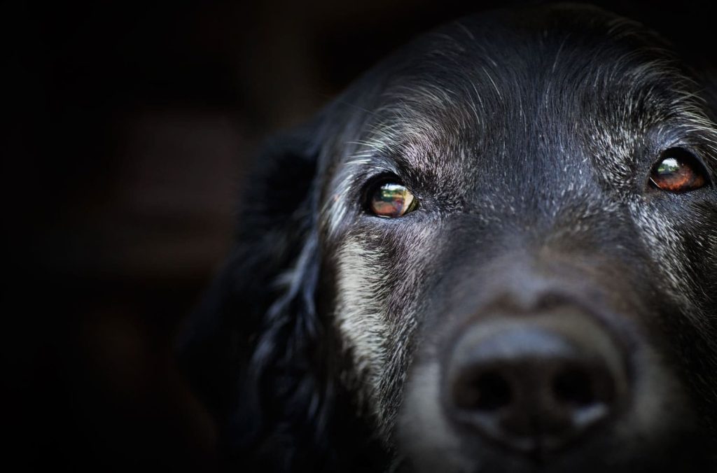 The eyes and nose of a black Labrador Retriever dog.