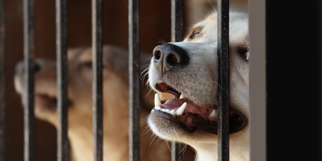 2 dogs in a dog pound, looking through the metal bars