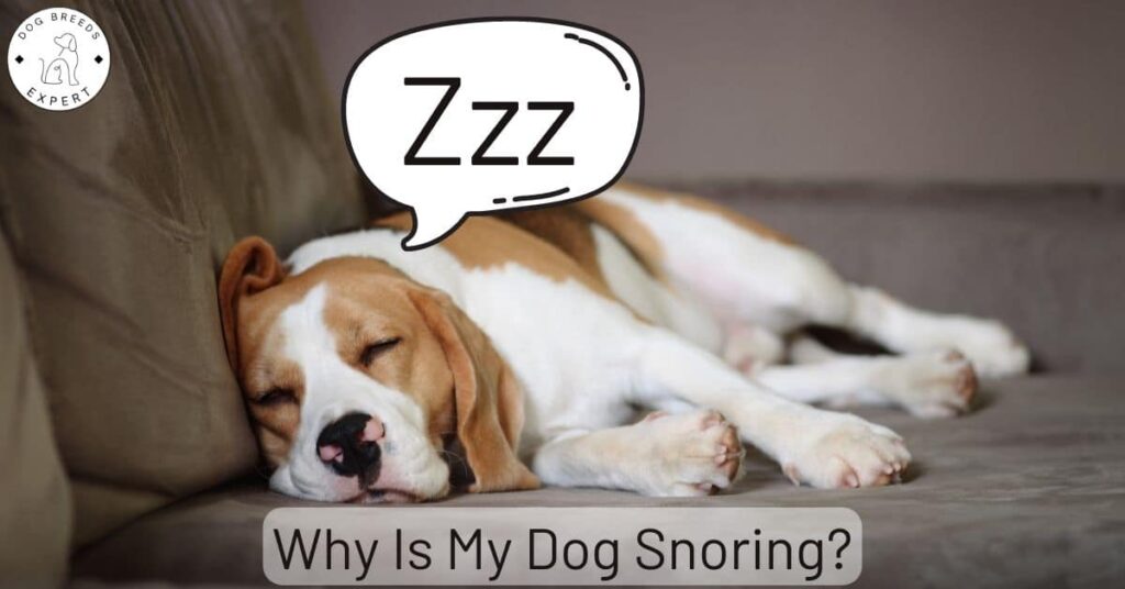 Why is My Dog Snoring? Is It a Problem for Your Dog?