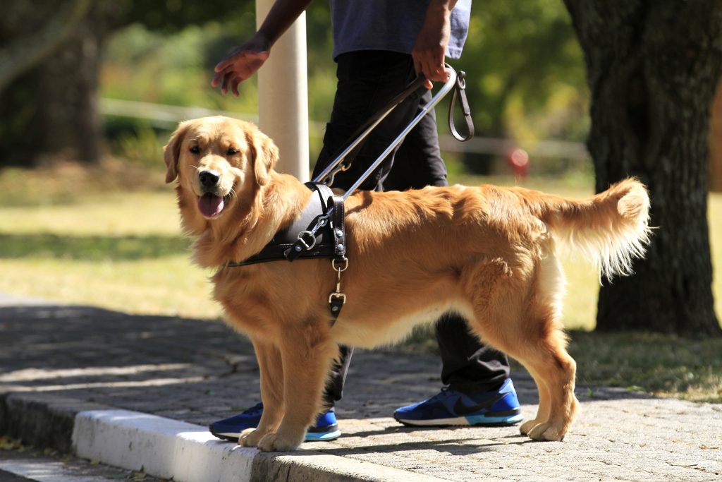 Service dog breeds - a guide dog