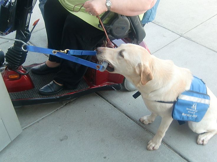 Service dog breeds - a mobility assistance dog