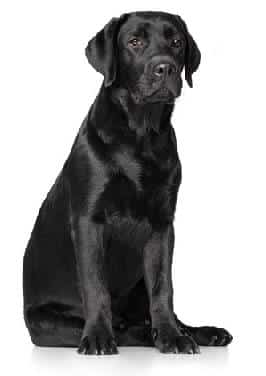 Labrador Retriever - service dog breeds