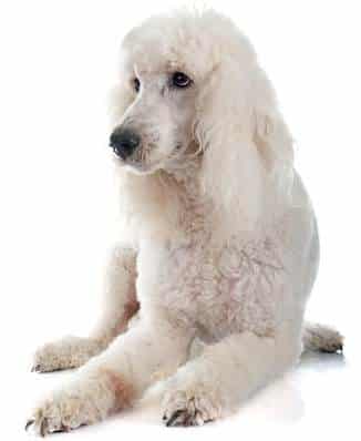 Standard poodle - service dog breeds