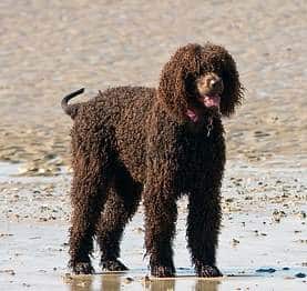 Labradoodle - service dog breeds