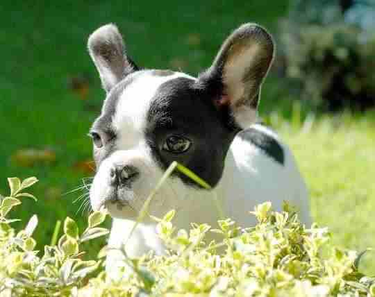 A French Bulldog puppy sitting in long grass on a sunny day