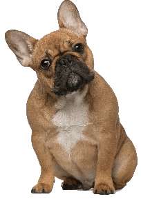 A brown French Bulldog sitting down looking straight at the camera, against a white background