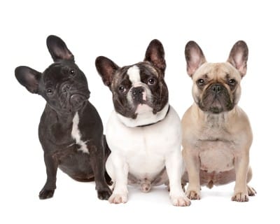 Three French Bulldogs sitting side by side to show the possible different colors, against a white background