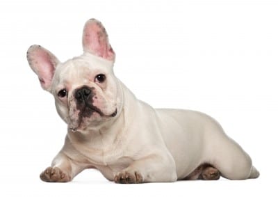 A White French Bulldog Puppy lying down, against a white background