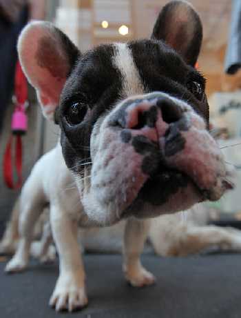 Milano the French Bulldog sticking his nose into the camera lens