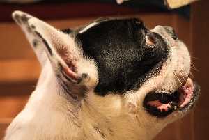 A French Bulldog head and Ears, looking sideways to the camera