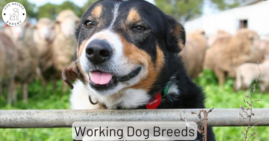 Working Dog Breeds: Based On The AKC Classification System